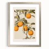 Vintage Botanical Orange Tree Print – Retro Citrus Wall Art