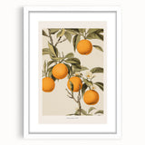 Vintage Botanical Orange Tree Print – Retro Citrus Wall Art