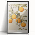 Vintage Botanical Orange Tree Print – Retro Citrus Wall Art