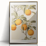 Vintage Botanical Orange Tree Print – Retro Citrus Wall Art