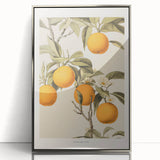 Vintage Botanical Orange Tree Print – Retro Citrus Wall Art