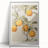 Vintage Botanical Orange Tree Print – Retro Citrus Wall Art