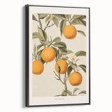 Vintage Botanical Orange Tree Print – Retro Citrus Wall Art