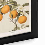 Vintage Botanical Orange Tree Print – Retro Citrus Wall Art