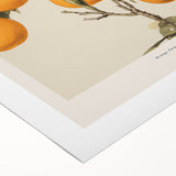 Vintage Botanical Orange Tree Print – Retro Citrus Wall Art