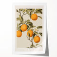 Vintage Botanical Orange Tree Print – Retro Citrus Wall Art