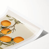 Vintage Botanical Orange Tree Print – Retro Citrus Wall Art