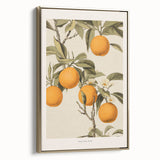 Vintage Botanical Orange Tree Print – Retro Citrus Wall Art