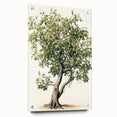 Vintage Botanical Fruit Tree Print – Classic Nature Wall Art