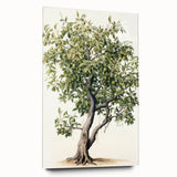 Vintage Botanical Fruit Tree Print – Classic Nature Wall Art
