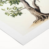 Vintage Botanical Fruit Tree Print – Classic Nature Wall Art