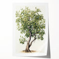 Vintage Botanical Fruit Tree Print – Classic Nature Wall Art
