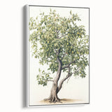 Vintage Botanical Fruit Tree Print – Classic Nature Wall Art