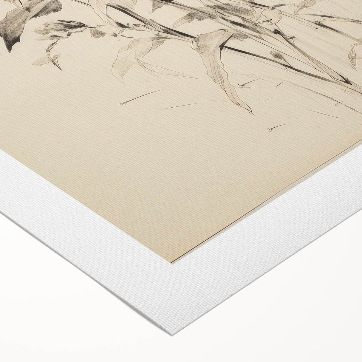 Vintage Botanical Art Prints - Antique Floral Illustrations in Black and White
