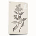 Vintage Botanical Art Prints - Antique Floral Illustration of Lilac