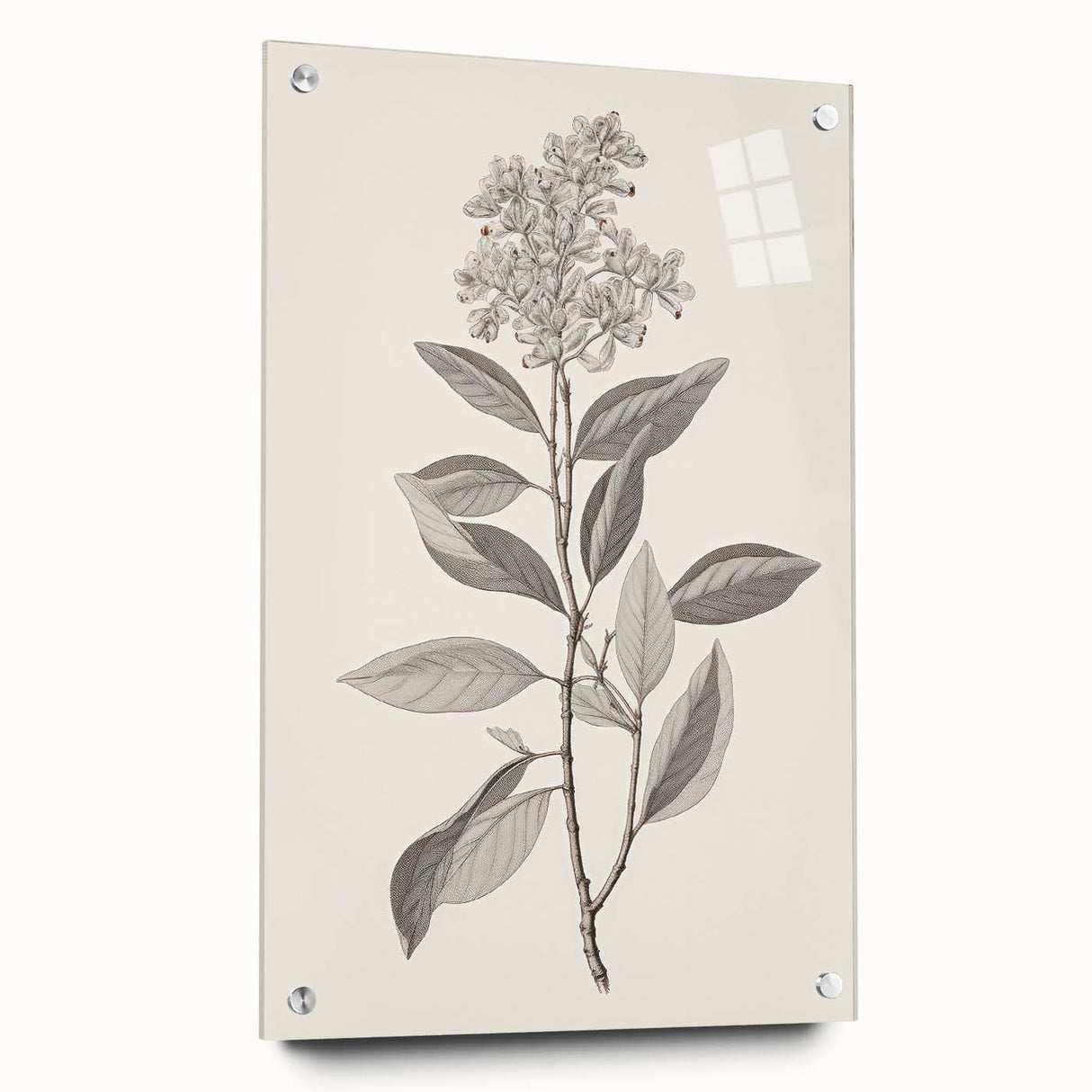 Vintage Botanical Art Prints - Antique Floral Illustration of Lilac