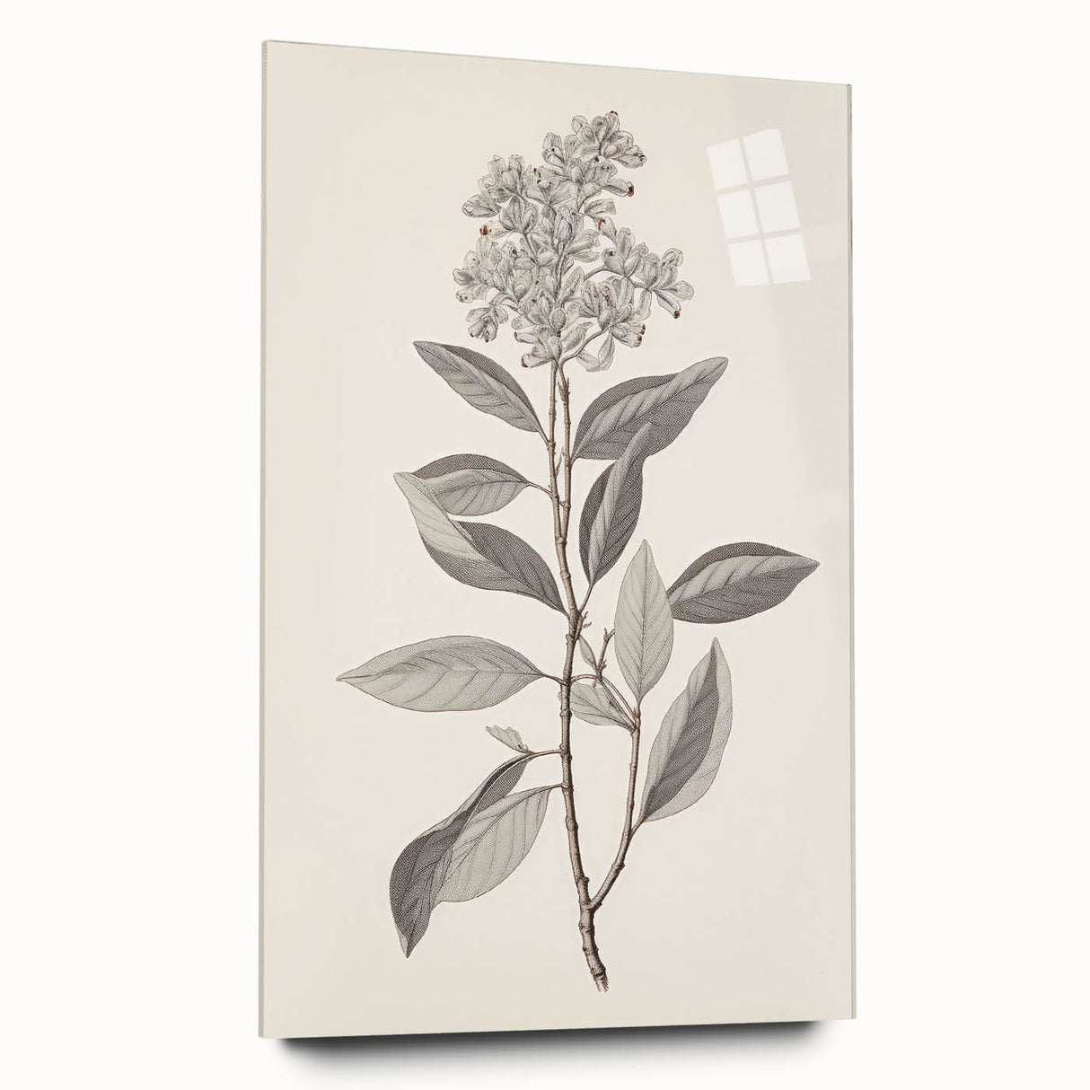Vintage Botanical Art Prints - Antique Floral Illustration of Lilac