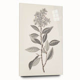 Vintage Botanical Art Prints - Antique Floral Illustration of Lilac