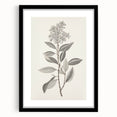 Vintage Botanical Art Prints - Antique Floral Illustration of Lilac