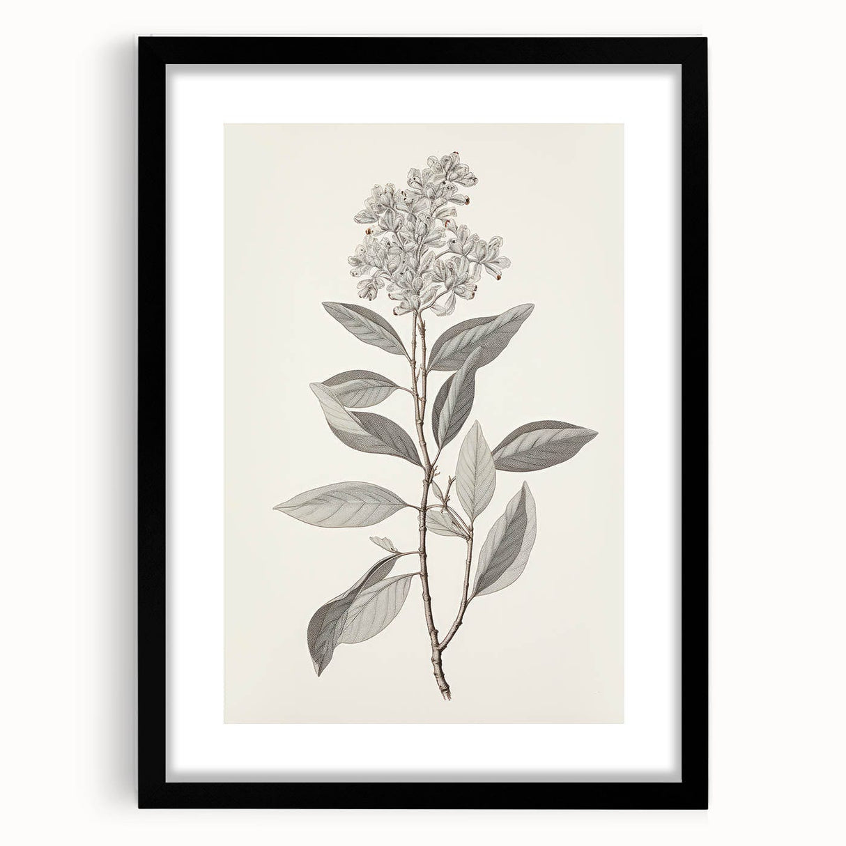 Vintage Botanical Art Prints - Antique Floral Illustration of Lilac
