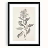 Vintage Botanical Art Prints - Antique Floral Illustration of Lilac