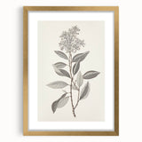 Vintage Botanical Art Prints - Antique Floral Illustration of Lilac