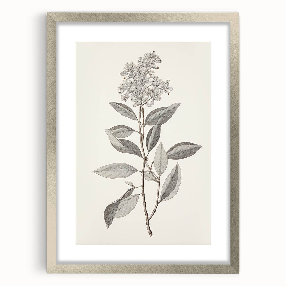 Vintage Botanical Art Prints - Antique Floral Illustration of Lilac