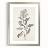 Vintage Botanical Art Prints - Antique Floral Illustration of Lilac