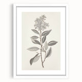 Vintage Botanical Art Prints - Antique Floral Illustration of Lilac