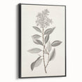 Vintage Botanical Art Prints - Antique Floral Illustration of Lilac
