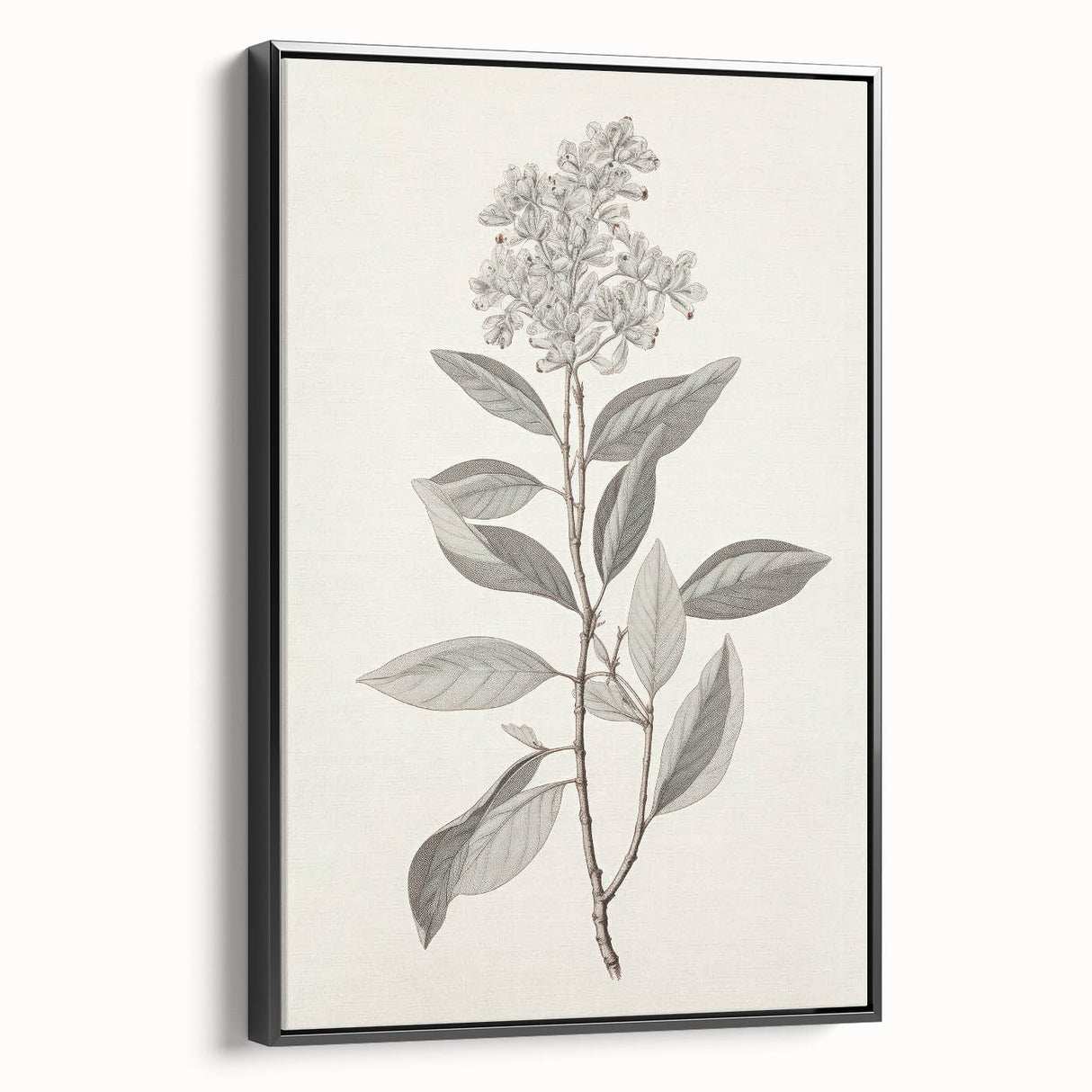 Vintage Botanical Art Prints - Antique Floral Illustration of Lilac