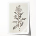 Vintage Botanical Art Prints - Antique Floral Illustration of Lilac