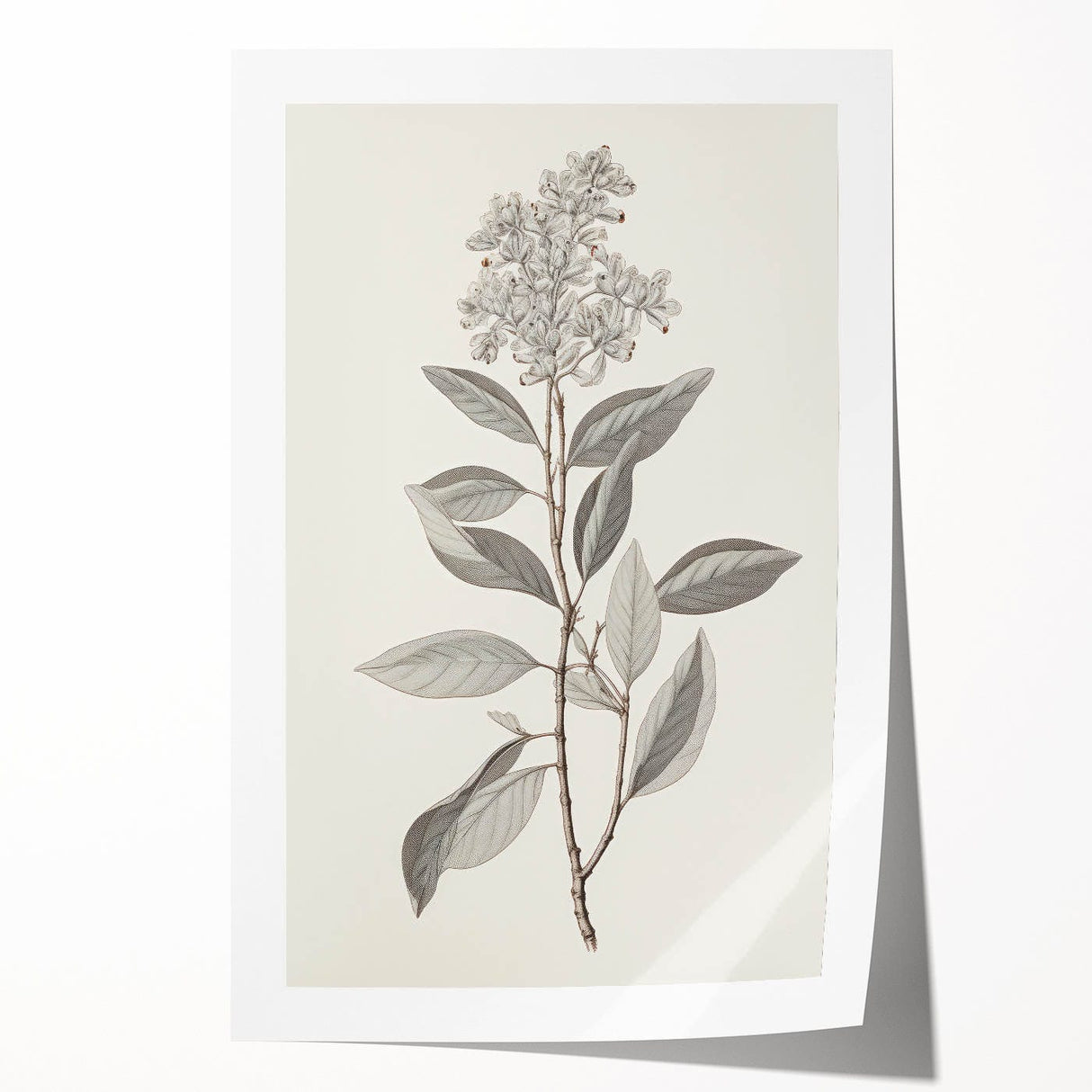 Vintage Botanical Art Prints - Antique Floral Illustration of Lilac
