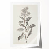 Vintage Botanical Art Prints - Antique Floral Illustration of Lilac