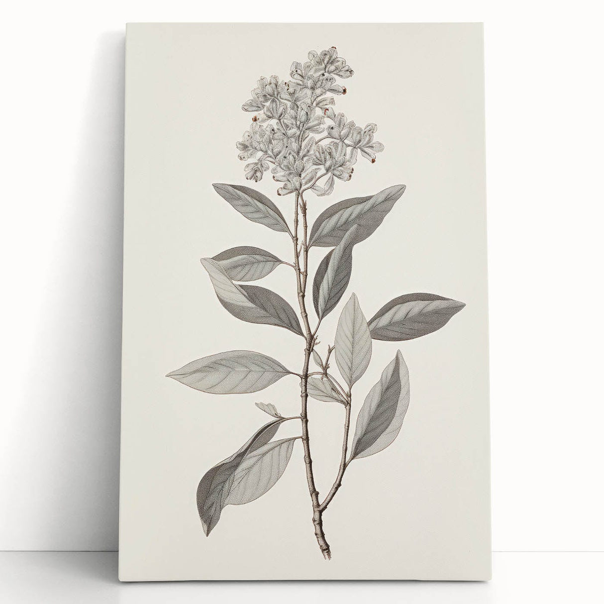 Vintage Botanical Art Prints - Antique Floral Illustration of Lilac