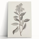 Vintage Botanical Art Prints - Antique Floral Illustration of Lilac