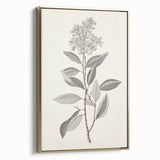 Vintage Botanical Art Prints - Antique Floral Illustration of Lilac