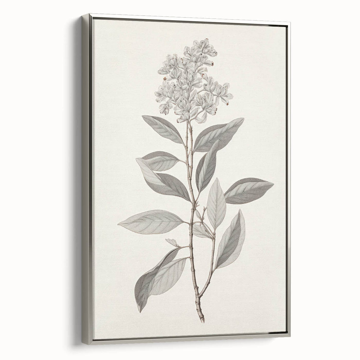 Vintage Botanical Art Prints - Antique Floral Illustration of Lilac