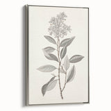 Vintage Botanical Art Prints - Antique Floral Illustration of Lilac