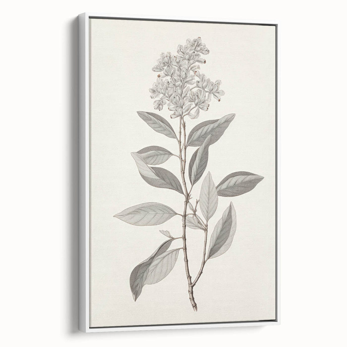 Vintage Botanical Art Prints - Antique Floral Illustration of Lilac