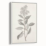 Vintage Botanical Art Prints - Antique Floral Illustration of Lilac