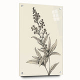 Vintage Botanical Art Prints – Detailed Flowering Plant Illustration