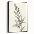 Vintage Botanical Art Prints – Detailed Flowering Plant Illustration