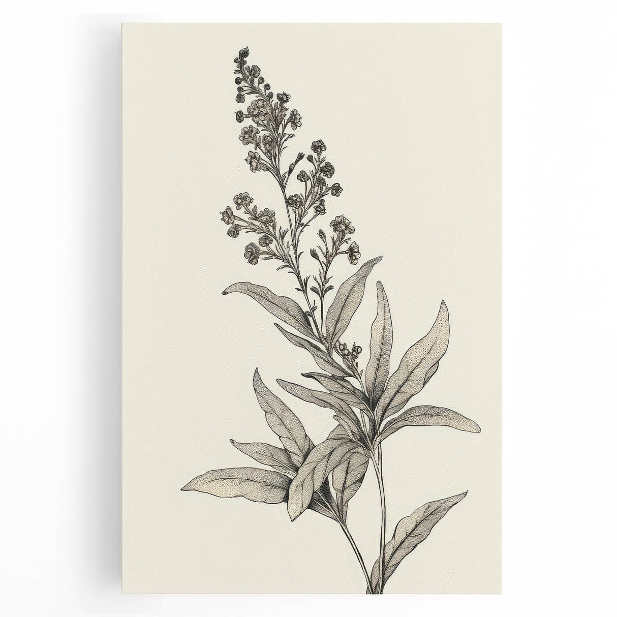 Vintage Botanical Art Prints – Detailed Flowering Plant Illustration