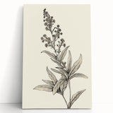 Vintage Botanical Art Prints – Detailed Flowering Plant Illustration