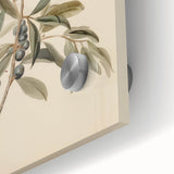 Vintage Botanical Art Prints – Olive Branch with Dark Olives