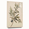 Vintage Botanical Art Prints – Olive Branch with Dark Olives