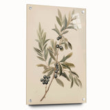 Vintage Botanical Art Prints – Olive Branch with Dark Olives