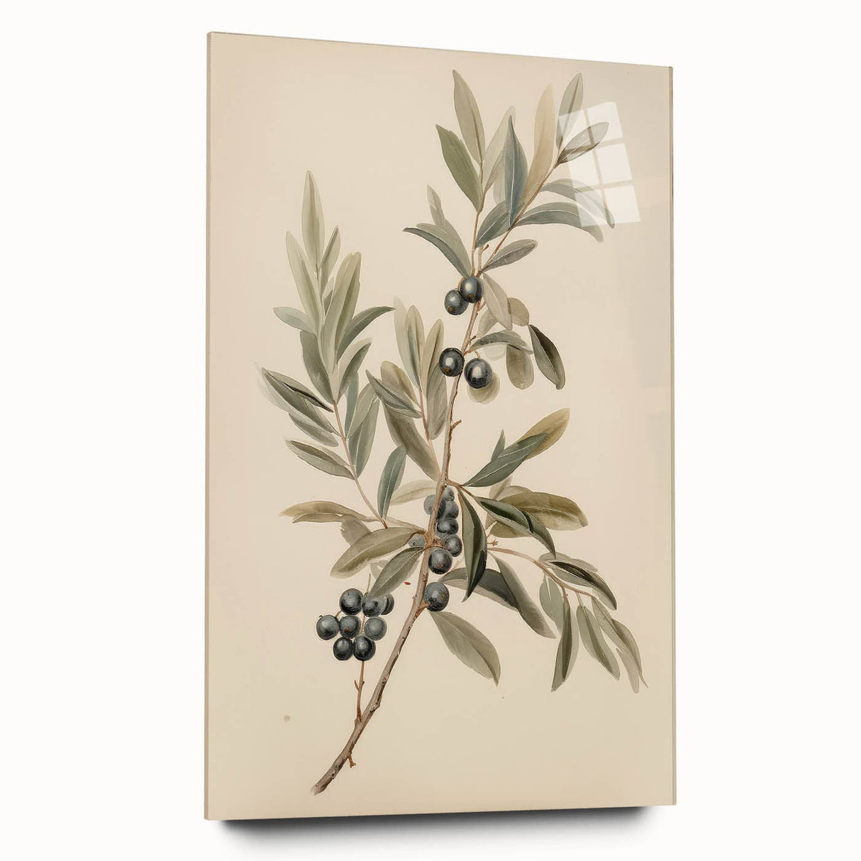 Vintage Botanical Art Prints – Olive Branch with Dark Olives