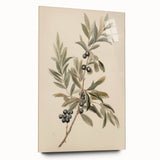 Vintage Botanical Art Prints – Olive Branch with Dark Olives